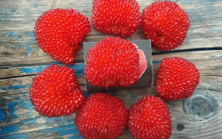 Саджанці Малина Мяо Мяо - фото № 5