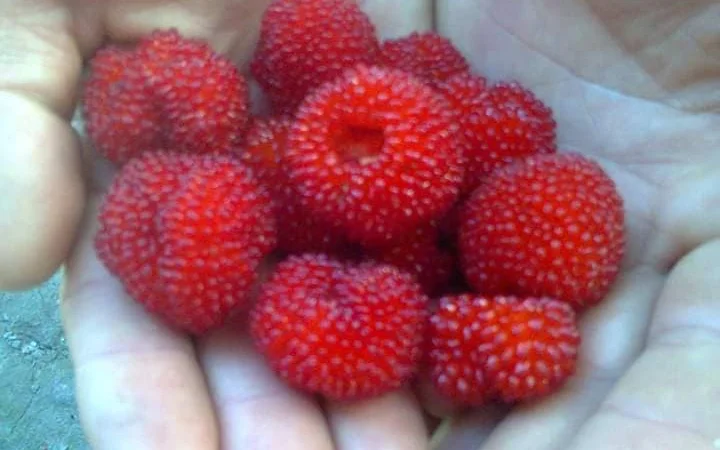 Саджанці Малина Мяо Мяо - фото № 6