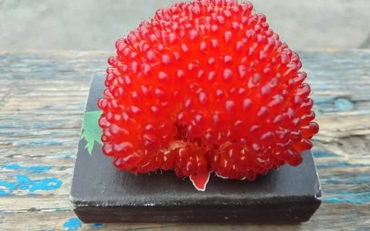 Саджанці Малина Мяо Мяо - фото № 7