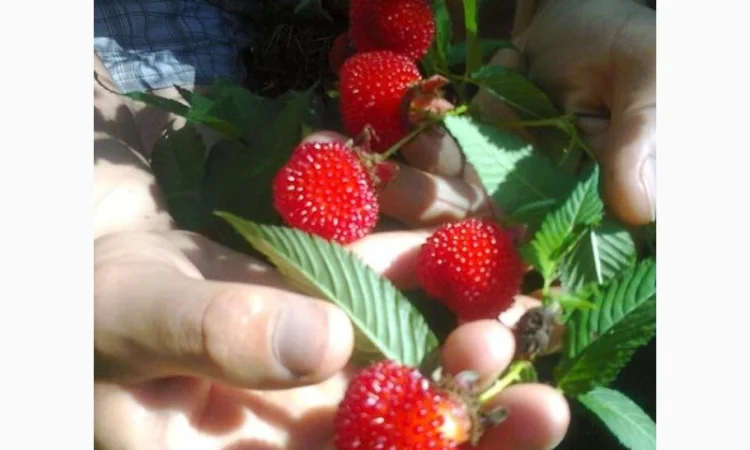 Саджанці Малина Мяо Мяо - фото № 8