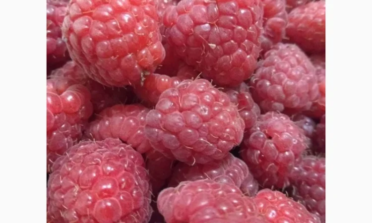 Саженцы малины, 10 шт - фото № 1