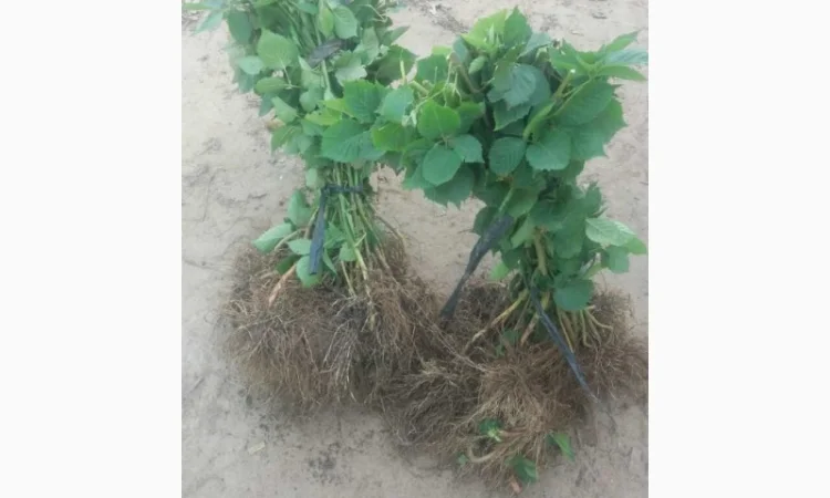 Продаю саженцы малины - фото № 1