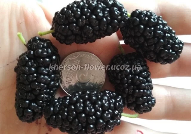 Саженцы малины ремонтантной (урожай 2 раза в год) - фото № 6