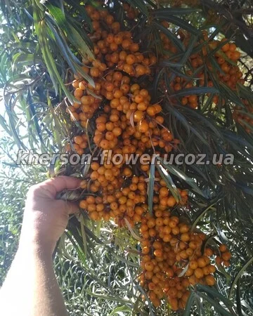 Саженцы малины ремонтантной (урожай 2 раза в год) - фото № 10