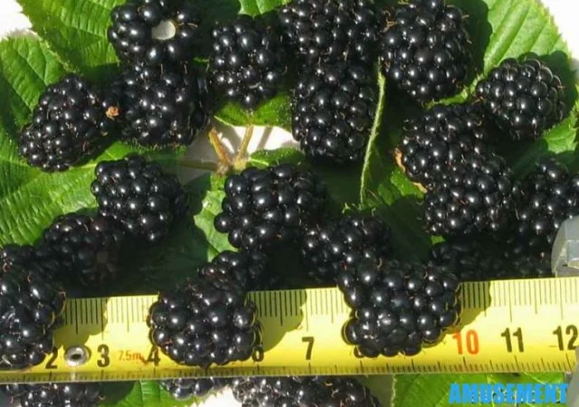 Саженцы малины ремонтантной (урожай 2 раза в год) - фото № 16