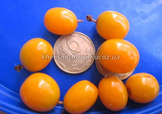 Саженцы малины "Желтый Гигант" - фото № 9