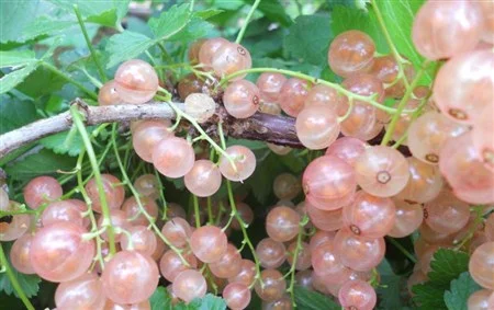Саженцы малины "Желтый Гигант" - фото № 15