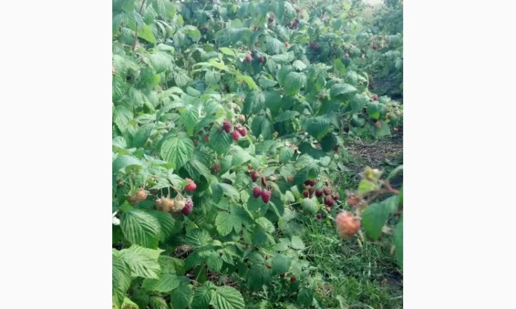 Продам саженці малини ремонтантних сортів Полка і Полана - фото № 3