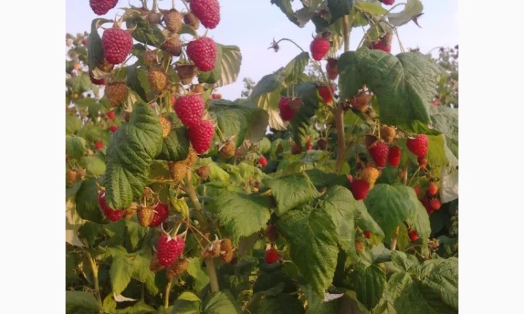 Продам саженці полуниці малини смородини - фото № 1