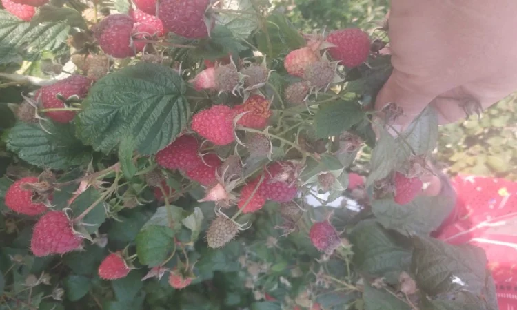 Продам ремонтантну малину Полана та ін - фото № 1