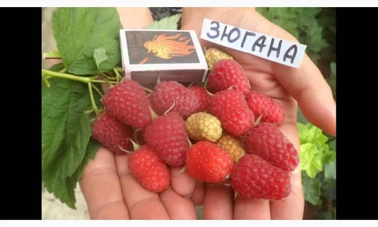 Продам садженці ремонтантної малини Зюгана - фото № 2