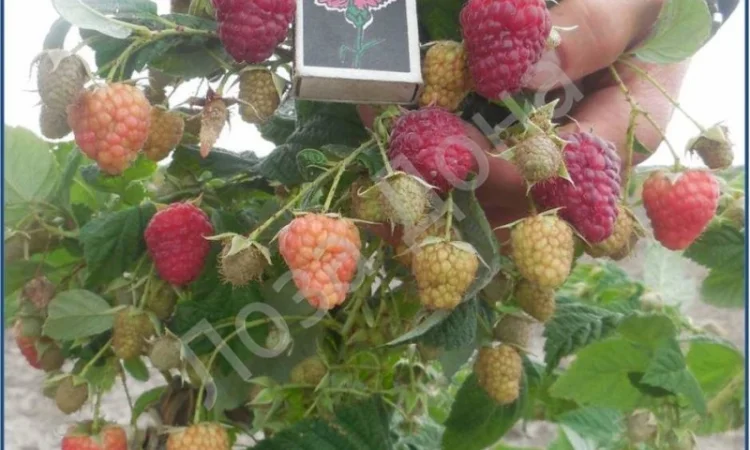 Продам садженці ремонтантної малини Зюгана - фото № 1