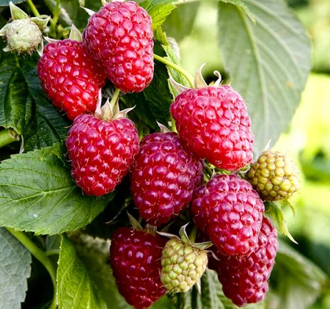 Саджанці малини сорту Галактика - фото № 1