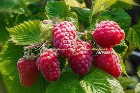 Саджанці малини сорту Галактика - фото № 2