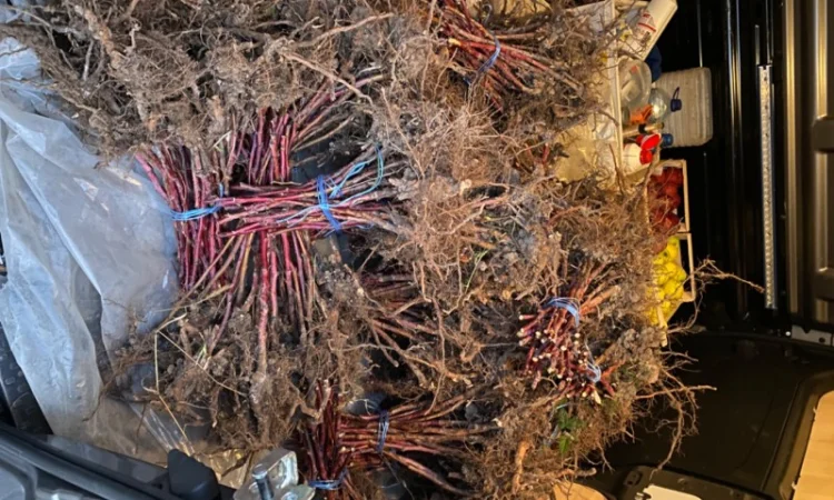 Саджанці малини сорту Галактика - фото № 3