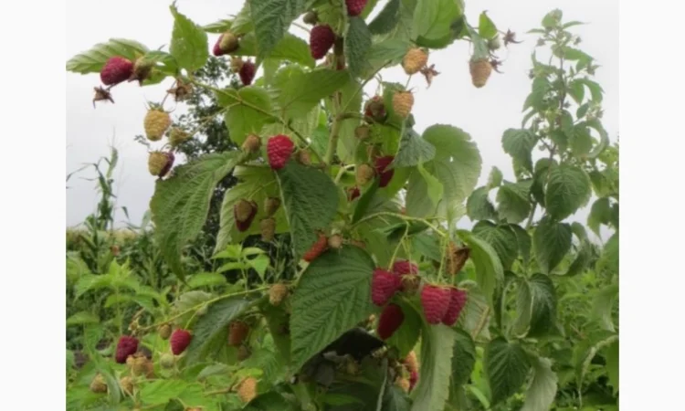 Продам саджанці ремонтантної малини Аміри - фото № 2