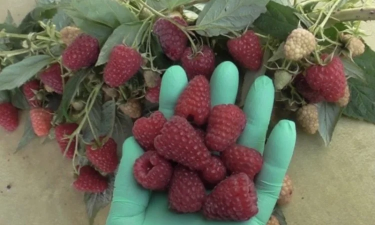 Продам саджанці ремонтантної малини Аміри - фото № 3