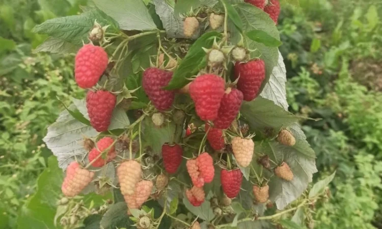 Продам саджанці ремонтантної малини Аміри - фото № 4