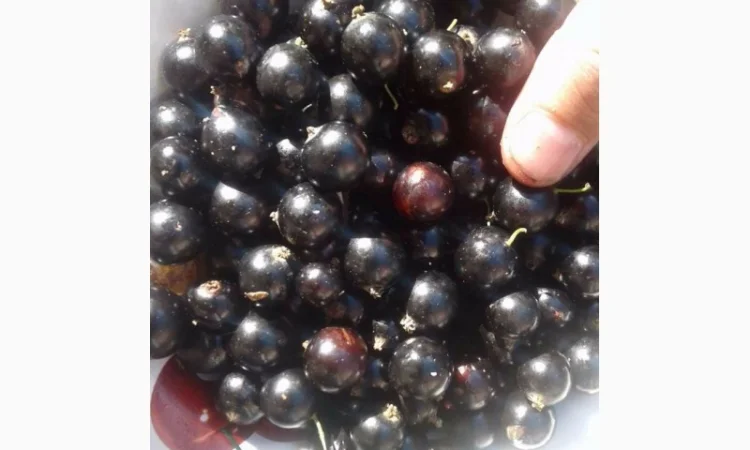 Саженцы черной смородины Ядреная – продажа - фото № 1