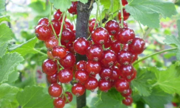 Саженцы красной смородины (порічки) - фото № 1