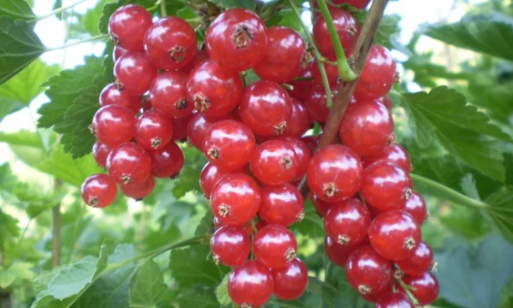 Саженцы красной смородины (порічки) - фото № 2