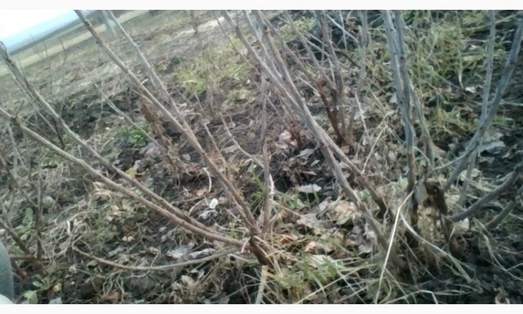 Черенки Ровади (є обєми) смородини і порічки - фото № 3