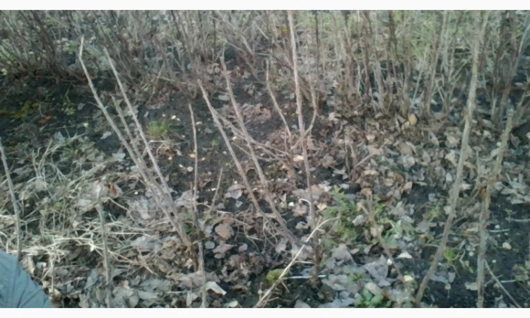 Черенки Ровади (є обєми) смородини і порічки - фото № 4