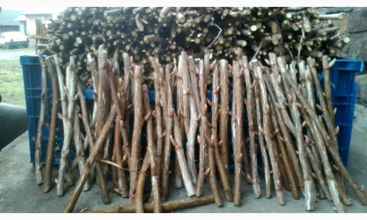 Черенки Ровади (є обєми) смородини і порічки - фото № 1