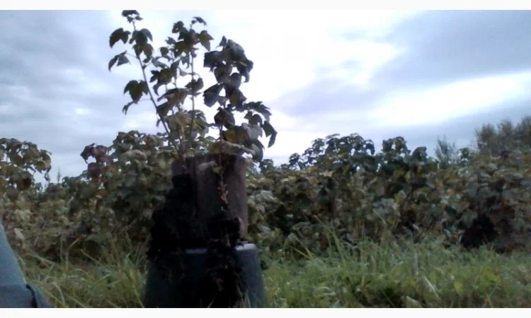 Черенки Ровади (є обєми) смородини і порічки - фото № 2