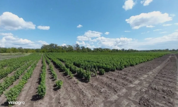Саджанці смородини.Тісель, Тібен, БенТіран, Орес, Гоферт, Рубен, Ювілейна - фото № 1