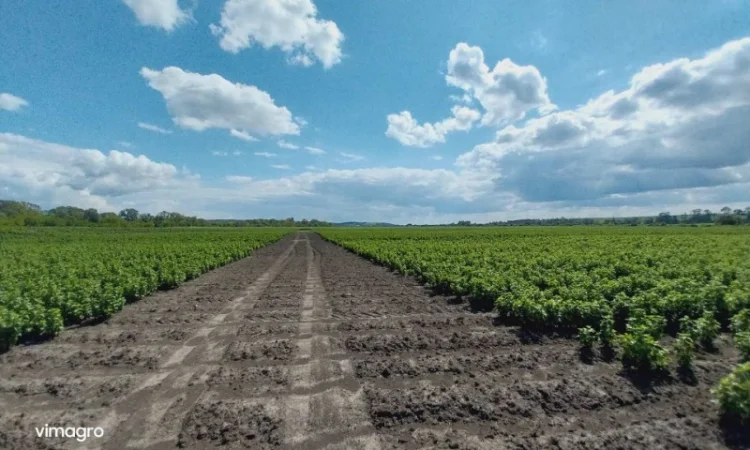 Саджанці смородини.Тісель, Тібен, БенТіран, Орес, Гоферт, Рубен, Ювілейна - фото № 2