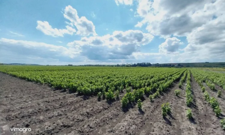 Саджанці смородини.Тісель, Тібен, БенТіран, Орес, Гоферт, Рубен, Ювілейна - фото № 3