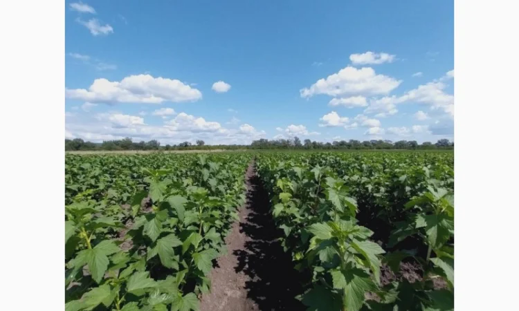 Саджанці смородини.Тісель, Тібен, БенТіран, Орес, Гоферт, Рубен, Ювілейна - фото № 4
