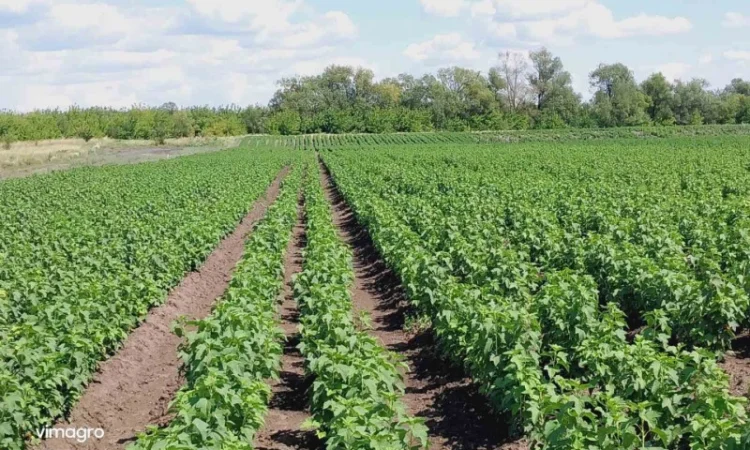 Саджанці смородини.Тісель, Тібен, БенТіран, Орес, Гоферт, Рубен, Ювілейна - фото № 5