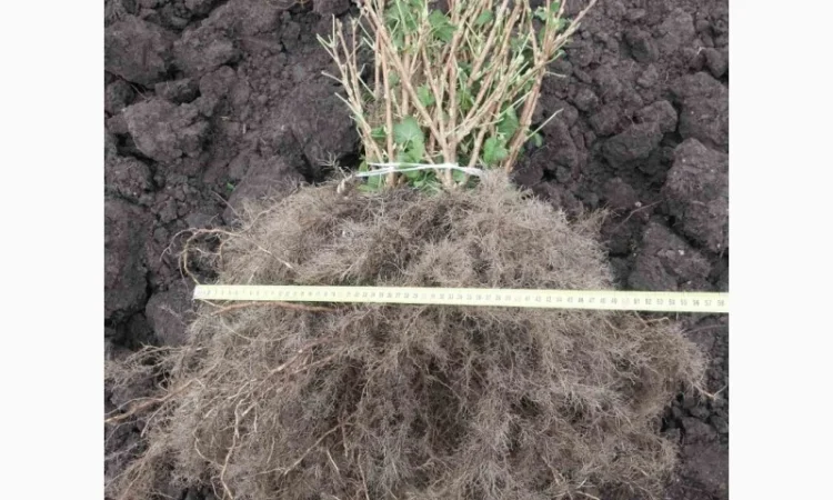 Саджанці смородини сортів Tisel, Tiben та інших - фото № 1