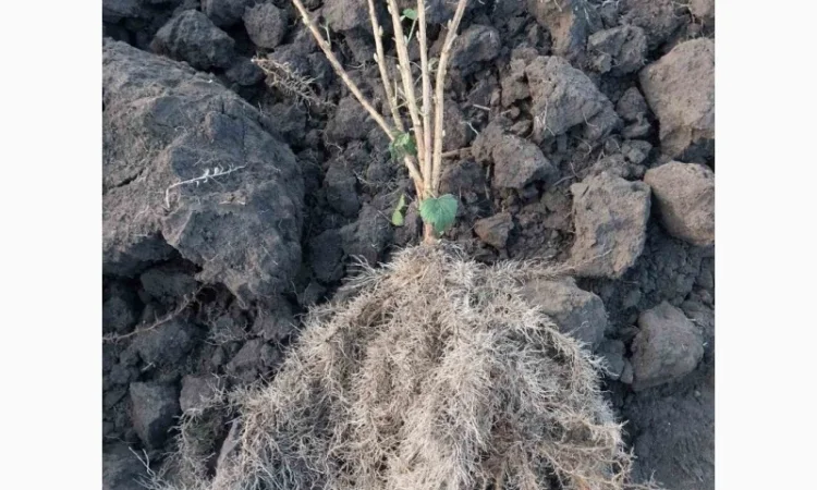 Саджанці смородини сортів Tisel, Tiben та інших - фото № 2