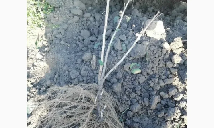 Саджанці порічки.Порічка.Ровада, Роднеус, Віксне, Джонкер Ван Тес. Саджанці порічки - фото № 1