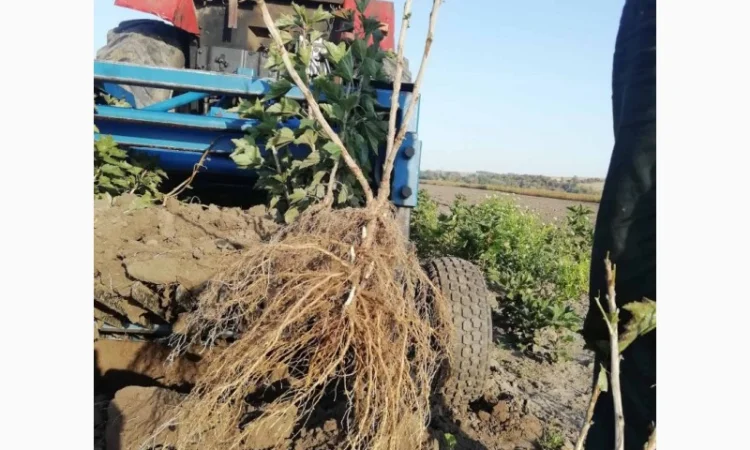 Саджанці порічки.Порічка.Ровада, Роднеус, Віксне, Джонкер Ван Тес. Саджанці порічки - фото № 2