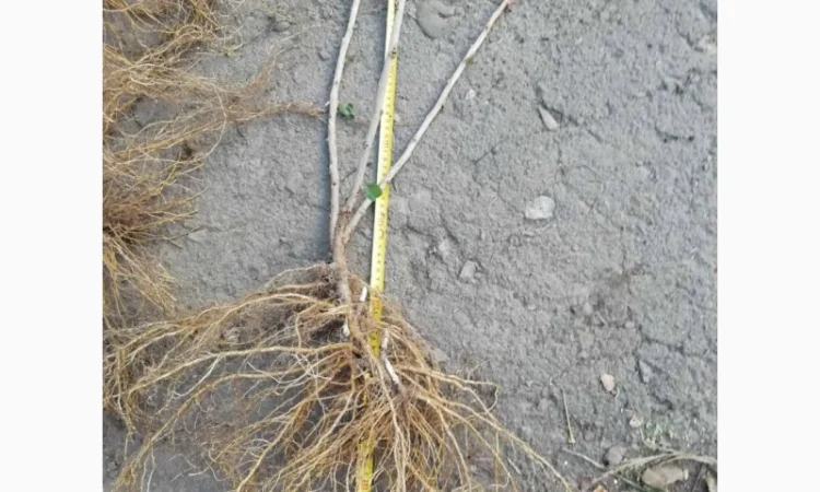 Саджанці порічки.Порічка.Ровада, Роднеус, Віксне, Джонкер Ван Тес. Саджанці порічки - фото № 3