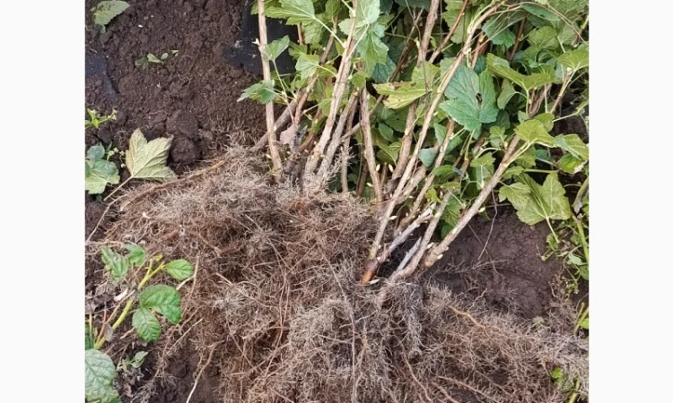 Продам саджанці смородини Вкрнісаж - фото № 7