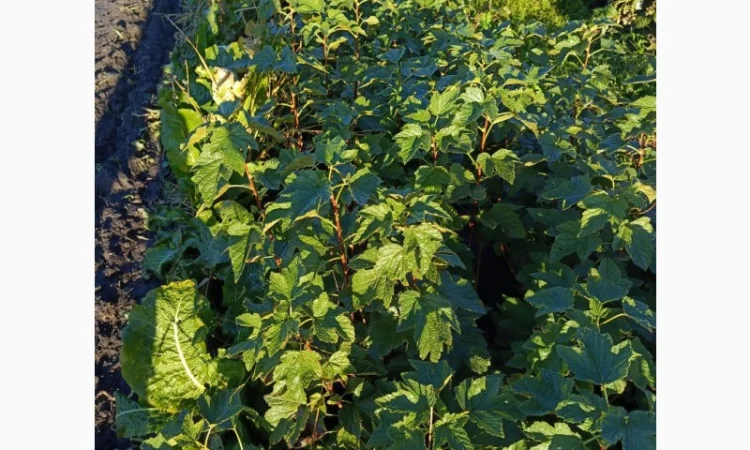 Продам саджанці смородини Вкрнісаж - фото № 1