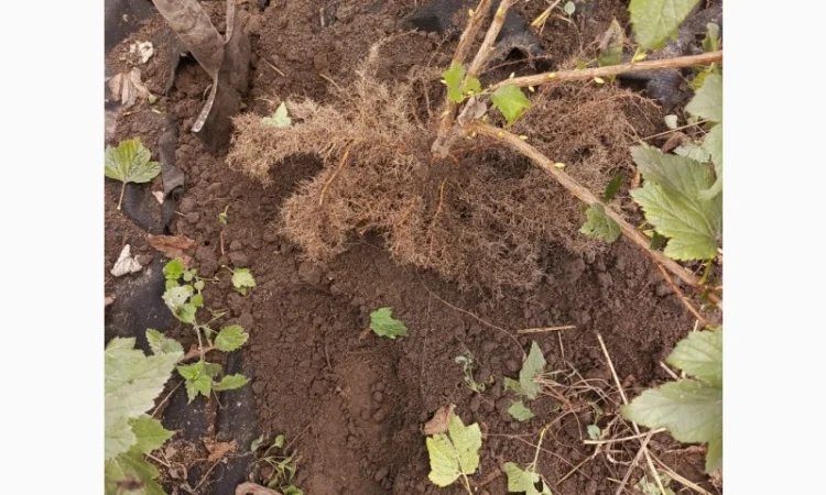 Продам саджанці смородини Вкрнісаж - фото № 4