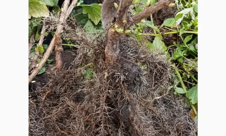 Продам саджанці смородини Вкрнісаж - фото № 5