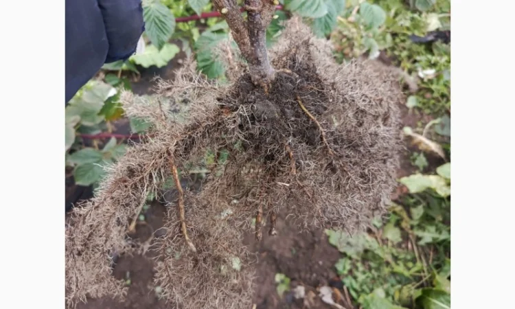 Продам саджанці смородини Вкрнісаж - фото № 6