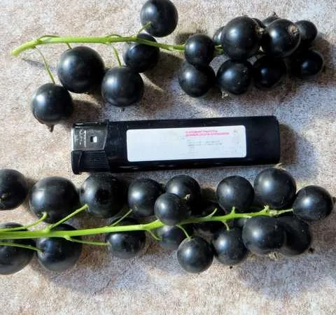 Элитные саженцы смородины: черная, белая, красная - доставка почтой! Оптом и в розницу - фото № 1