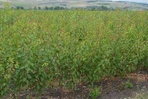 Элитные саженцы смородины: черная, белая, красная - доставка почтой! Оптом и в розницу - фото № 2