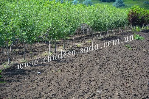 Элитные саженцы смородины: черная, белая, красная - доставка почтой! Оптом и в розницу - фото № 5