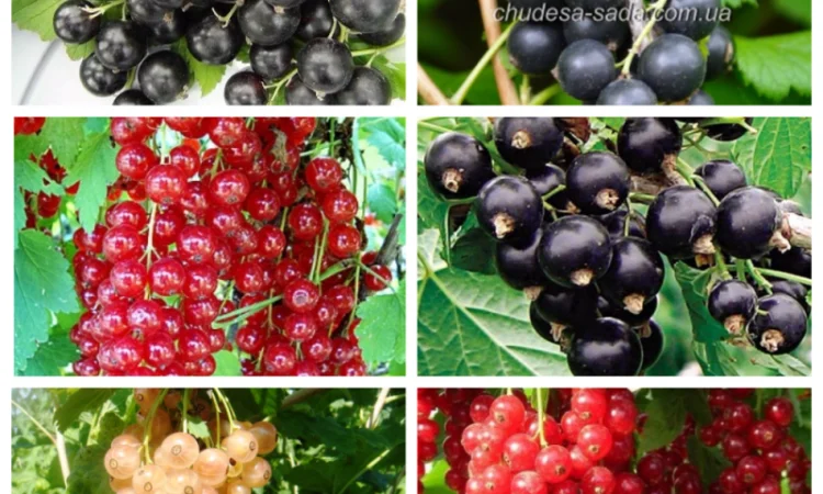 Саджанці смородини: чорна - фото № 1