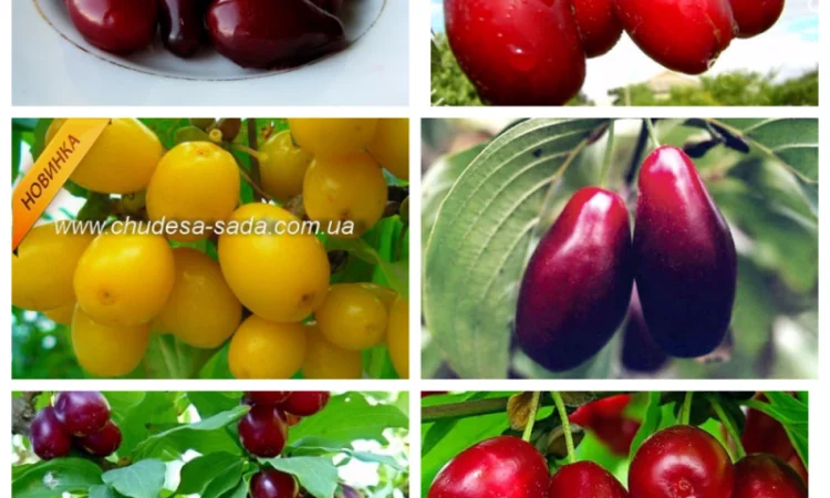 Саджанці смородини: чорна - фото № 2