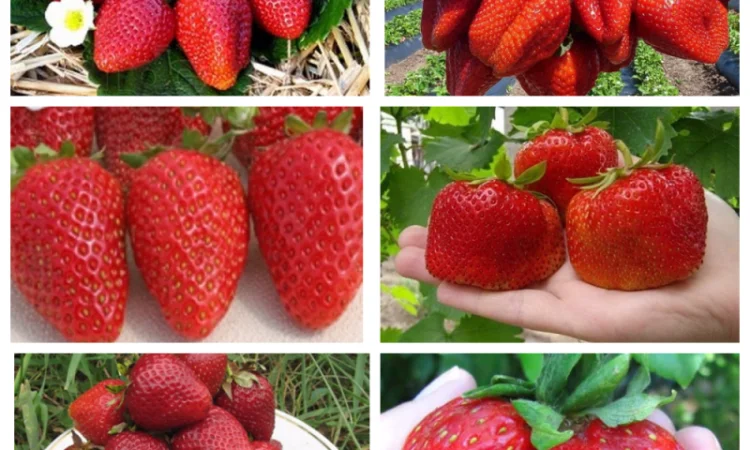 Саджанці смородини: чорна - фото № 3